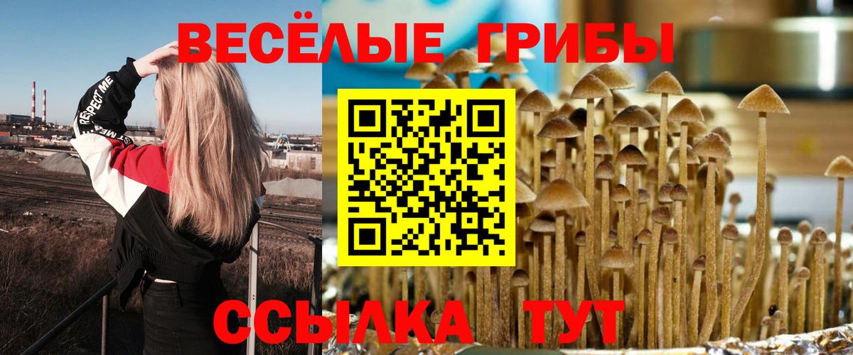 Галлюциногенные грибы Psilocybine cubensis Строитель